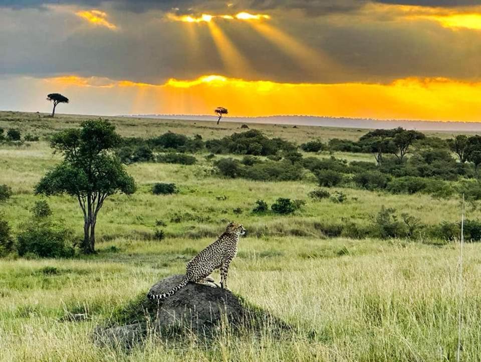 Отель Leruk Maasai Mara Camp Sekenani Экстерьер фото