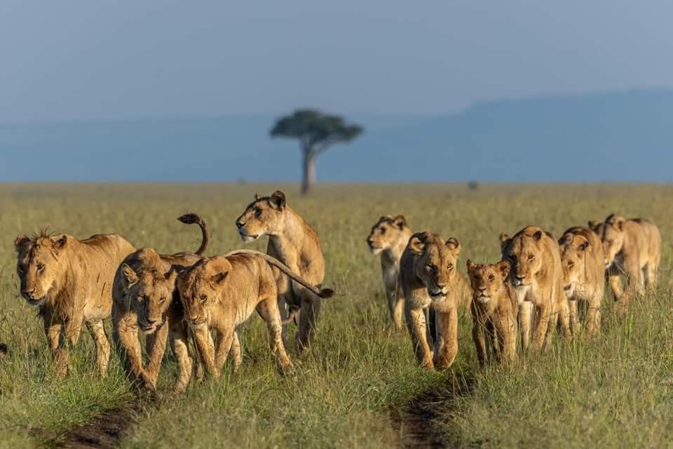 Отель Leruk Maasai Mara Camp Sekenani Экстерьер фото