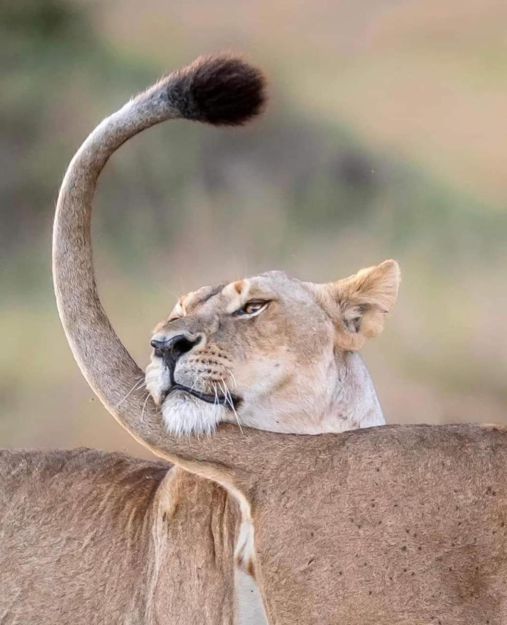 Отель Leruk Maasai Mara Camp Sekenani Экстерьер фото