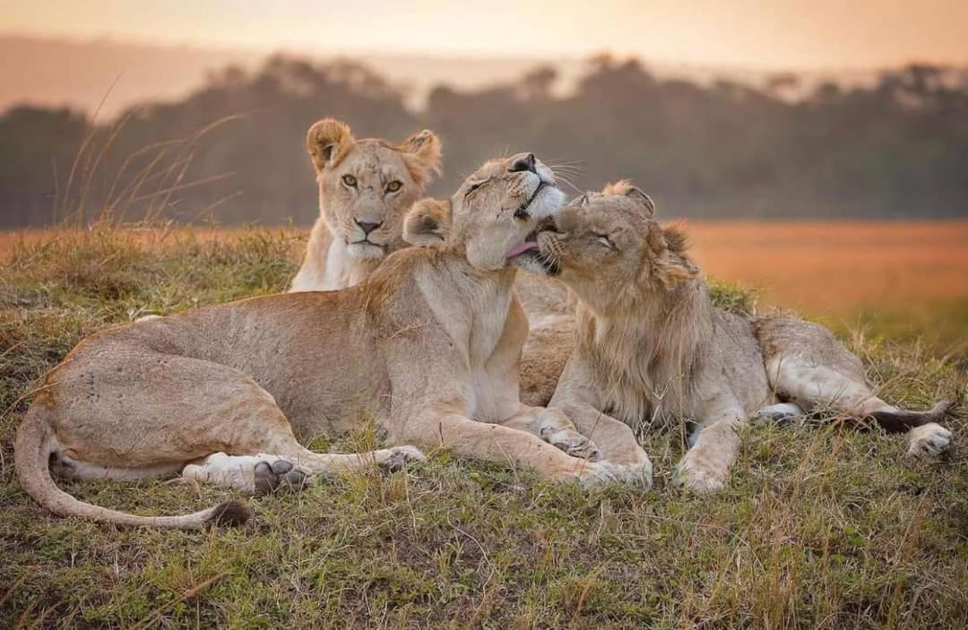 Отель Leruk Maasai Mara Camp Sekenani Экстерьер фото