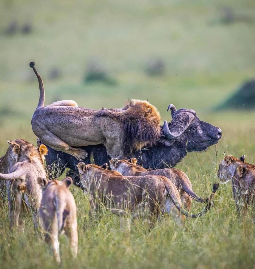 Отель Leruk Maasai Mara Camp Sekenani Экстерьер фото