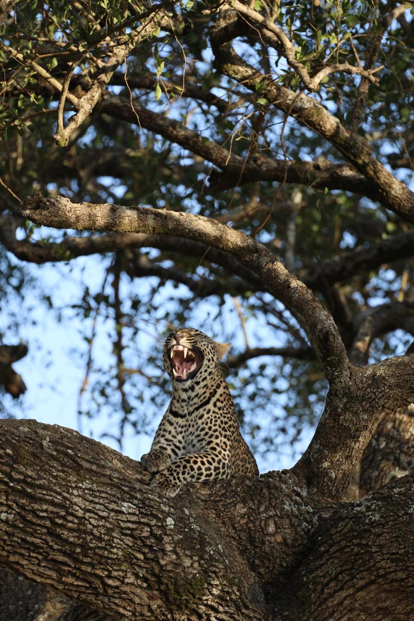 Отель Leruk Maasai Mara Camp Sekenani Экстерьер фото